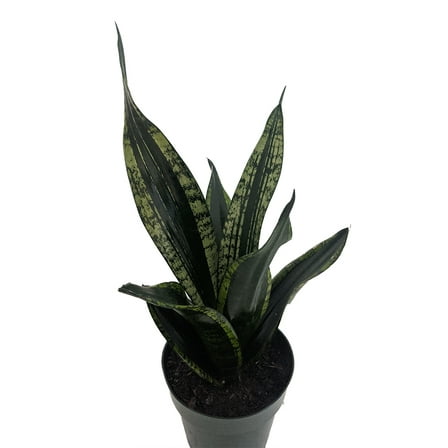 Whitney Snake Plant - Sanseveria - Almost Impossible to kill - 6" Pot