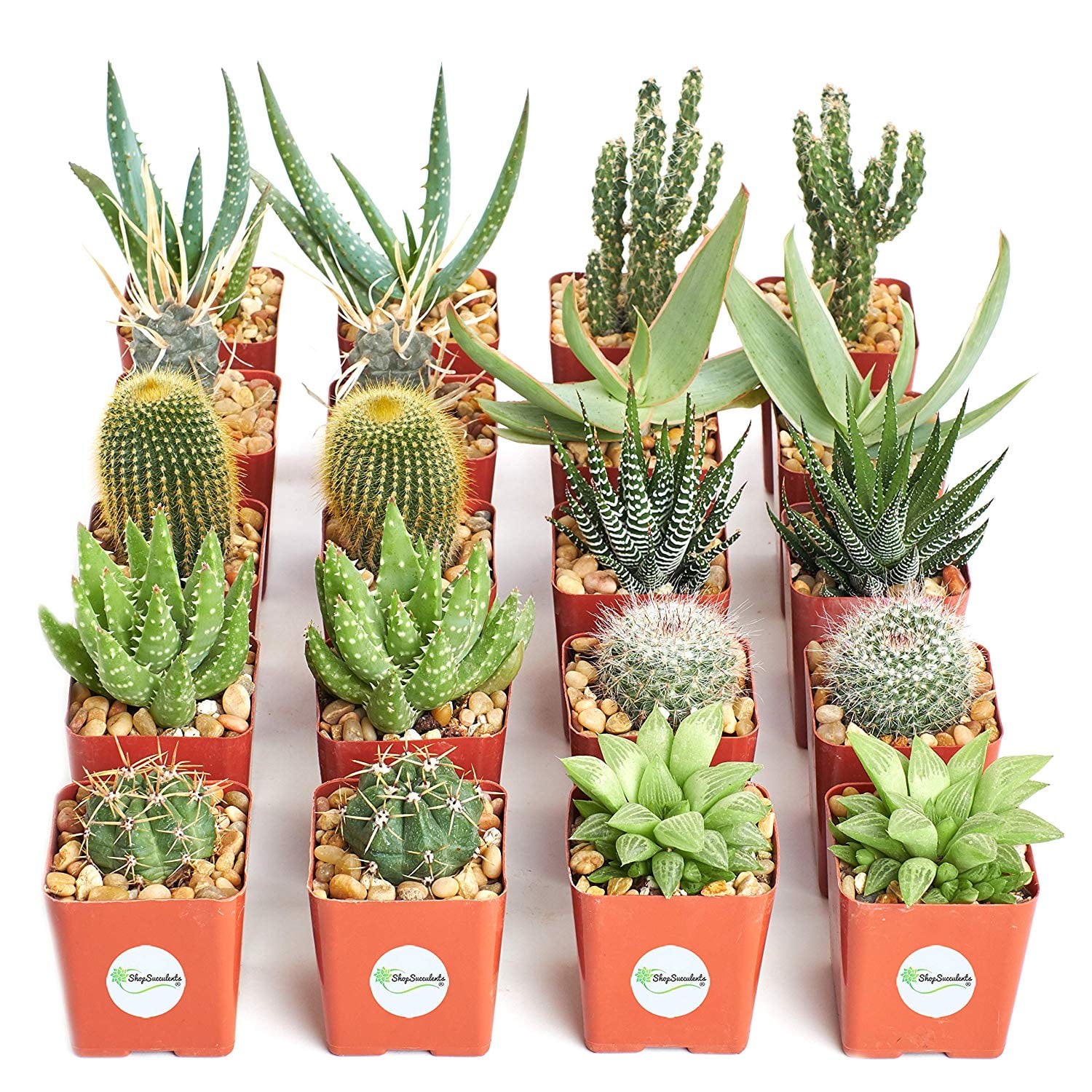 Shop Succulents 2.5" Hardy Cacti and Succulent Plants (20)