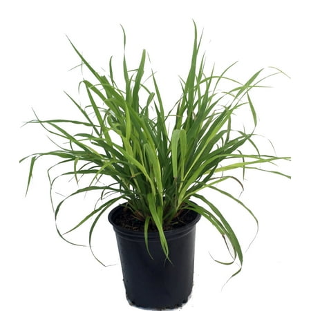 Lemon Grass Plant - Cymbopogon - Also Repels Mosquitos - 6