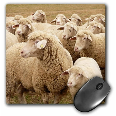 Sweet Mouse - 3dRose Sweet Sheep- Herds- Animals, Mouse Pad, 8 by 8 inches