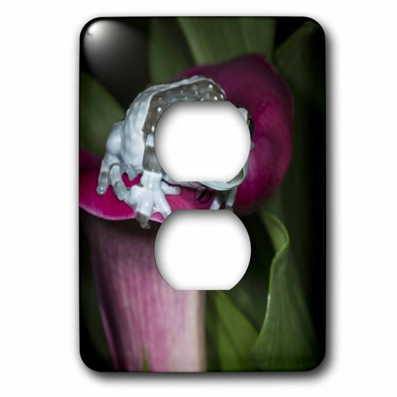 3dRose, Mission golden-eye tree frog, Amazon milk frog portrait on flower., 2 plug outlet cover
