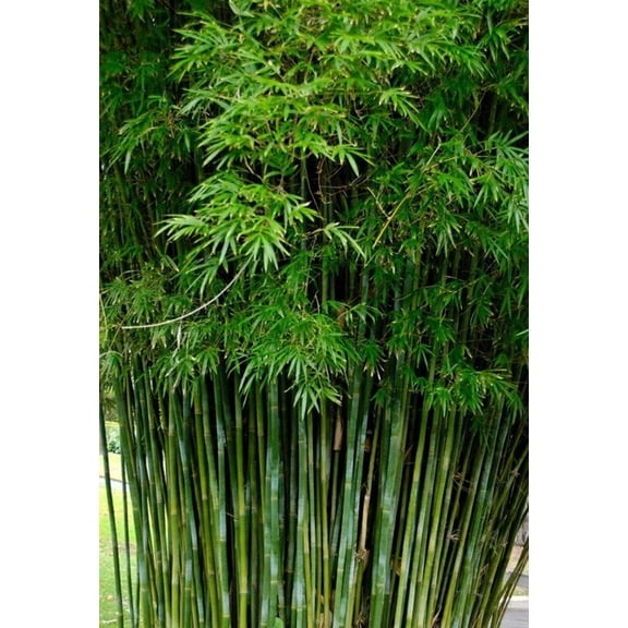 50 Seabreeze Bamboo Seeds- Perennial Plant Seeds, Non-Invasive, Perfect for Privacy Screens