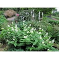 thumbnail image 2 of 10 Graines de Fleurs de Maianthemum Racemosum à Faux Phoque Occidental Blanc à Épis de SOLOMON, 2 of 3