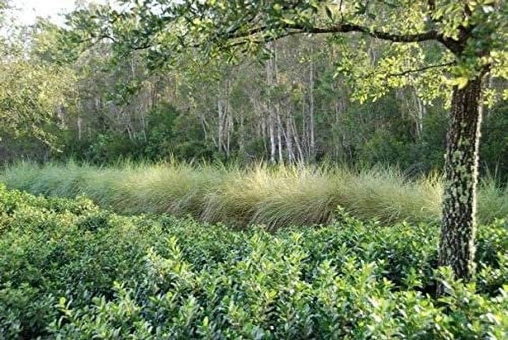 Sand Cord Grass  40 Live Plants  Spartina Bakeri  Drought Tolerant Low Maintenance Marsh Grass
