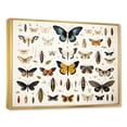 thumbnail image 3 of Designart "Insects and Bugs in Blue and Yellow" Extra Large Animals Framed Wall Art - Modern Blue Insects & Bugs Hallway Framed Wall Art Decor, 3 of 7