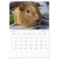 thumbnail image 6 of Guinea pig. Beloved rodents (Monthly Wall Calendar 2026 11.7 x 16.5 (open)), CALVENDO 14 Month Calendar, 6 of 9