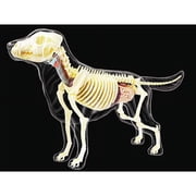 4D MASTER 4D Vision Full Skeleton Dog Model