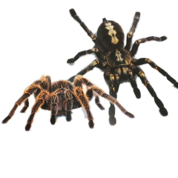 1Pcs/2Pcs 3D Spider Sticker Funny Car Head Tail Spider car decal Personality Spider Stickers Decal Decor DIY Decoration