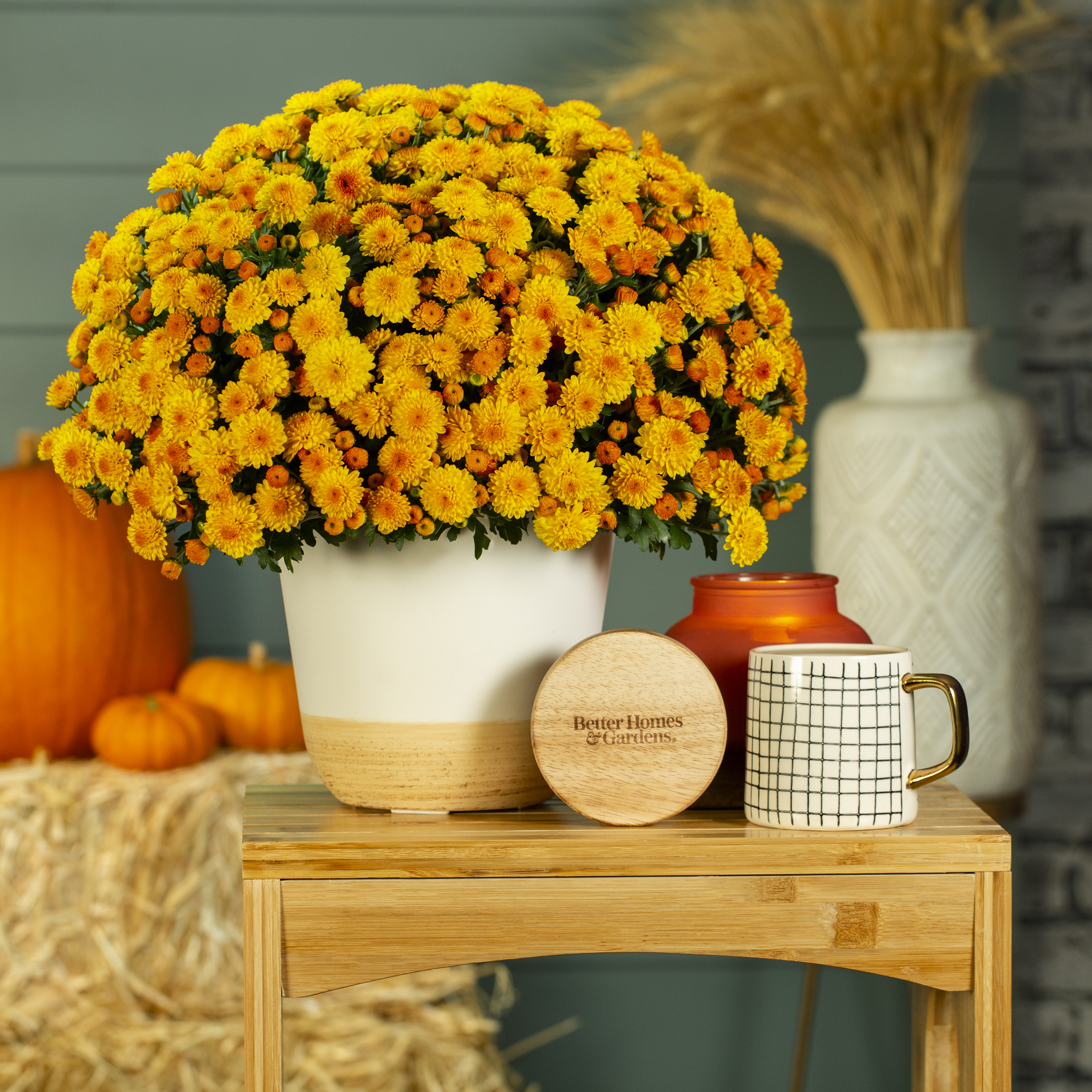 Better Homes & Gardens Scents of the Season 1G Orange Mum Live Plant Decorative Pot Pumpkin & Chai Sun - image 3 of 9