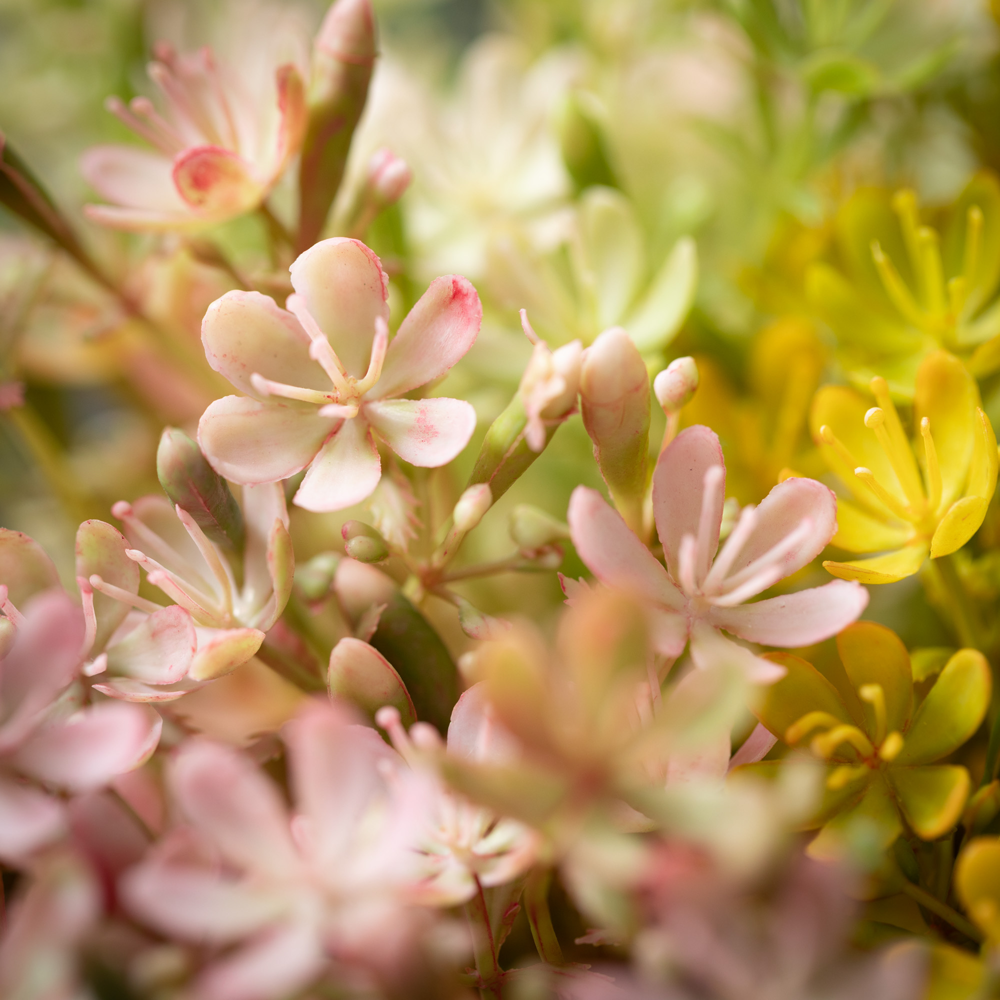 Sullivans Artificial Spring Wildflower Bush Bundles Set of 3, 14"H Multicolored