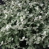 Proven Winners, Outdoor, Live Plants, White, Licorice, 1.5PT, Each