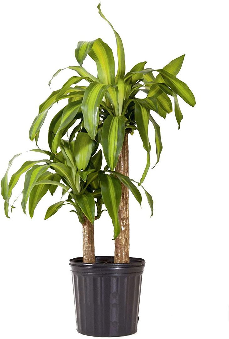 United Nursery Live Mass Cane Plant 2 Stems 28-34 inches Tall in 10 inch Grower Pot