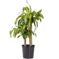 thumbnail image 3 of United Nursery Live Mass Cane Plant 2 Stems 28-34 inches Tall in 10 inch Grower Pot, 3 of 16