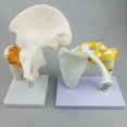 thumbnail image 4 of Juguetes educativos para niños Modelo de Articulación de La Cadera con Ligamentos Funcionales, Modelo Anatómico , Tamaño Natural, 8.27 X 4.72 X 10.24 Pulgadas Magideal Juguetes educativos para niños, 4 of 6