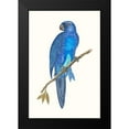 thumbnail image 2 of Vision Studio 11x14 Black Modern Framed Museum Art Print Titled - Blue Parrots III, 2 of 5
