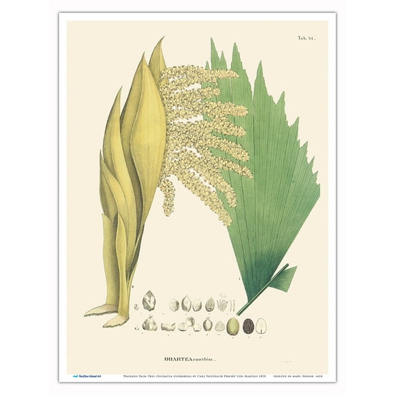 Walking Palm Tree (Socratea exorrhiza) - Vintage Botanical Illustration by Carl Friedrich Philipp von Martius c.1820s - Master Art Print (Unframed) 9in x 12in