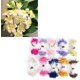 thumbnail image 3 of 900 piezas de estambre de flores hechas a mano, cabezas dobles, pistilos de flores de colores mezclados, accesorio de joyería, para la decoración del hogar del banquete de boda, 3 of 4