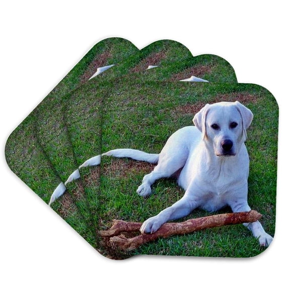 3drose, White Labrador Retriever, Set of 4 Coasters - Soft