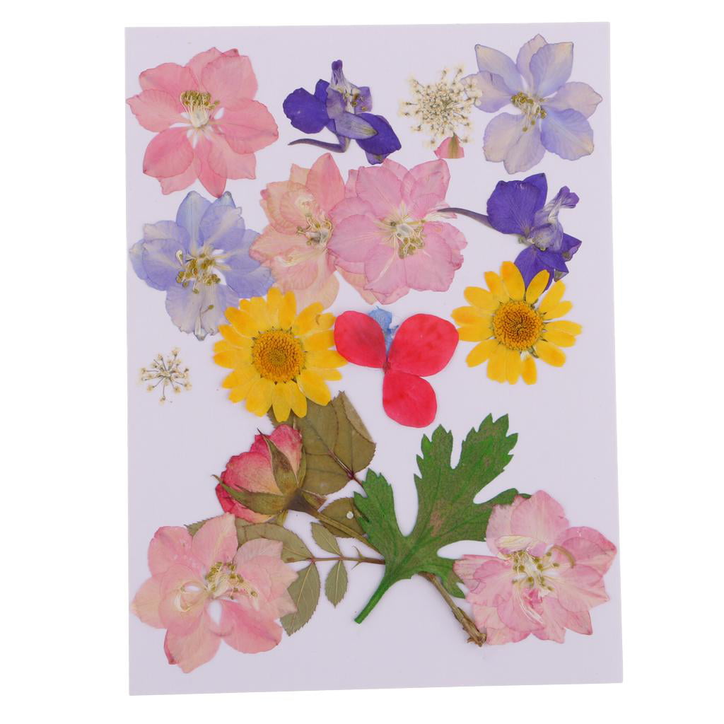 15 Pcs Pressed Dried Flower Larkspur Flowers with Stem Plant DIY Art Crafts 