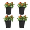Altman Plants 1 qt Lantana Dallas Red Plant Collection (4-Pack)