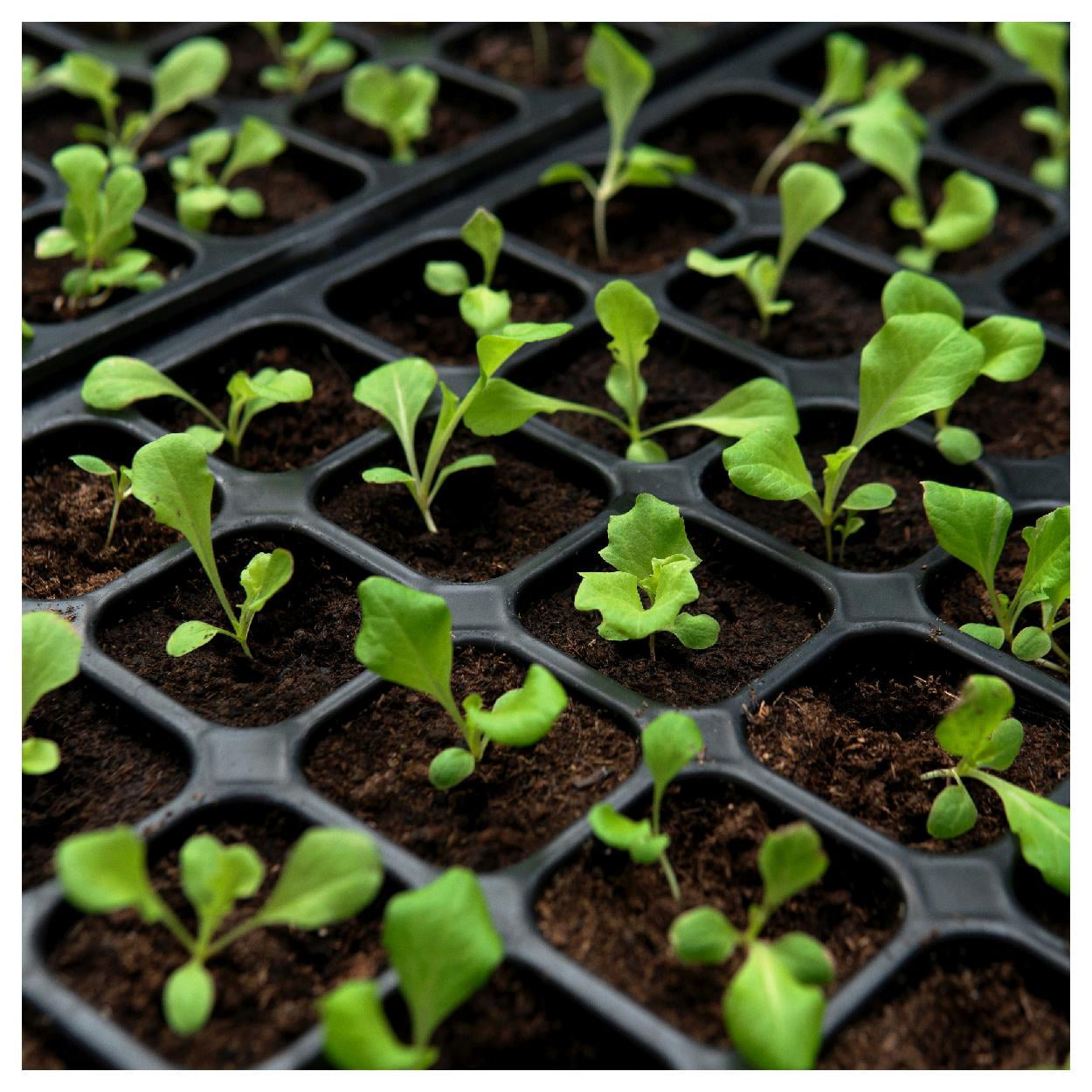 Everwilde Farms - 1 oz Salad Bowl Leaf Lettuce Seeds - Gold Vault Bulk Seed Packet