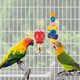 thumbnail image 4 of Juguetes para loros, juguetes para pájaros hechos de bloques de madera multicolores naturales, adecuados para loros grises africanos, loros amazónicos, guacamayos pequeños y medianos para mastica, 4 of 4
