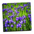 thumbnail image 2 of Gango Home Decor Iris Profusion by Alan Hausenflock (Ready to Hang); One 24x24in Hand-Stretched Canvas, 2 of 4