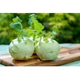 thumbnail image 5 of Exotic Kohlrabi Giant Cabbage Seeds | 100+ Seed Packet | Grow This Giant Heirloom Cabbage | Rare Vegetable Seeds for Planting, 5 of 5