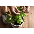 thumbnail image 2 of Gardenera Labs Premium Spearmint Plant Potting Mix - Crafted for Thriving Spearmint Growth and Refreshing Aroma - 1 Quart, 2 of 4