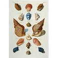 thumbnail image 2 of Regenfuss, Franz Michael 14x18 Gold Ornate Wood Framed with Double Matting Museum Art Print Titled - A Selection of Seashells, 2 of 4
