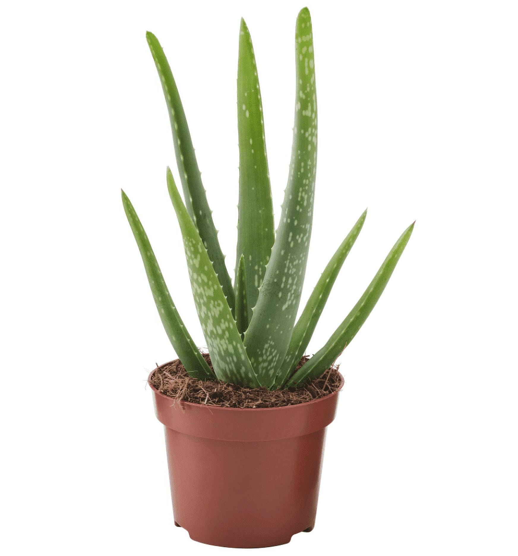White Aloe, Aloe rauhii Reynolds, Snowflake Aloe, Flowering Blooming Size  Variegated White Aloe, Very Special Limited Supply Rare Plant 4" -  Walmart.com