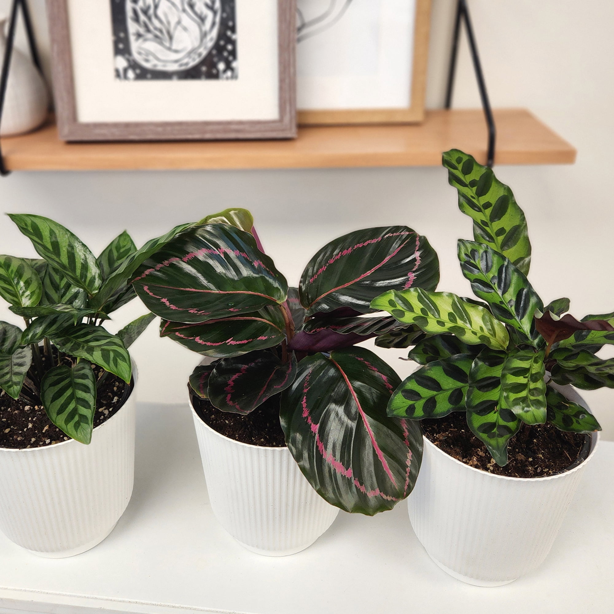 Element Live Calathea Plant Variety Pack, 4.25in White Decor Pots, Easy Care, Pet Safe (3 Count)