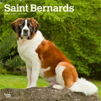Saint Bernards | 2026 12x24" (Hanging) Wall Calendar | Plastic-Free | BrownTrout