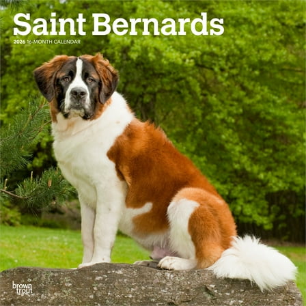 Saint Bernards | 2026 12x24" (Hanging) Wall Calendar | Plastic-Free | BrownTrout