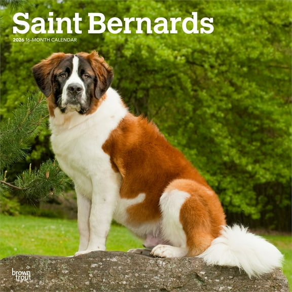 Saint Bernards | 2026 12x24" (Hanging) Wall Calendar | Plastic-Free | BrownTrout