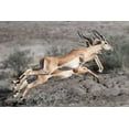 thumbnail image 2 of Bennion, Scott 14x11 White Modern Wood Framed Museum Art Print Titled - Impala, 2 of 4