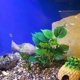thumbnail image 4 of Aquarium Artificial Plant Plastic Plant - Fish Tank Lifelike Underwater Green Grass Plastic Plant, 10inch, 4 of 5