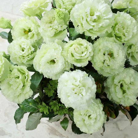 Lisianthus Seeds - Voyage Green - Packet - Green Flower Seeds, Hybrid Seed Group 2 Attracts Bees, Attracts Butterflies, Attracts Hummingbirds, Attracts Pollinators, Container Garden