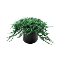 Blue Rug Juniper  1 Extra Large 3 Gallon Plant  Live Ground Cover Evergreen Shrubs for Landscaping, Garden, Slope Control - Drought Tolerant, Low Maintenance