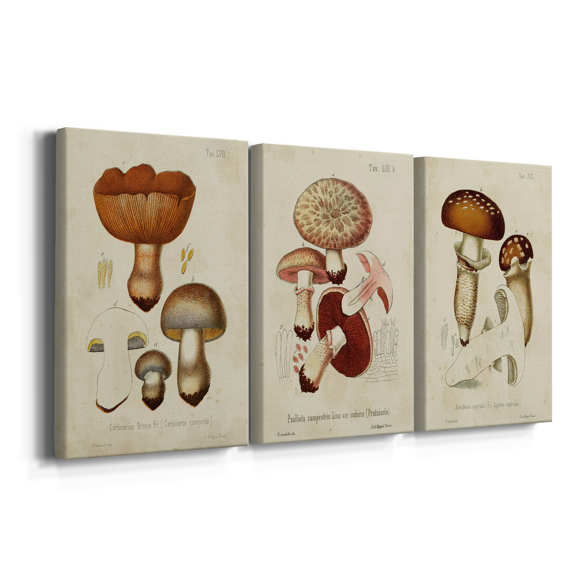 Mushroom Varieties I Premium Gallery Wrapped Canvas - Ready to Hang - 32 x 48 Each