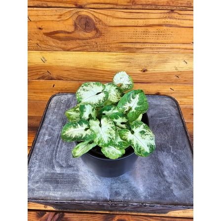 Syngonium Nephthytis Pixie, 4" Plant, The Plant Farm