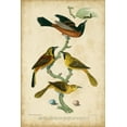 thumbnail image 2 of Wilson, Alexander 17x24 Gold Ornate Wood Framed with Double Matting Museum Art Print Titled - Wilsons Orchard Oriole, 2 of 4
