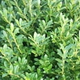 thumbnail image 4 of Hoogendoorn Holly Shrub I 1 Large Gallon Size Plant I Ilex Crenata  Lustrous Evergreen for Hedging, Privacy Screens, and Decorative Accents, 4 of 6