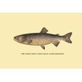 thumbnail image 1 of The Tahoe Trout Fine art canvas print (20" x 30"), 1 of 1