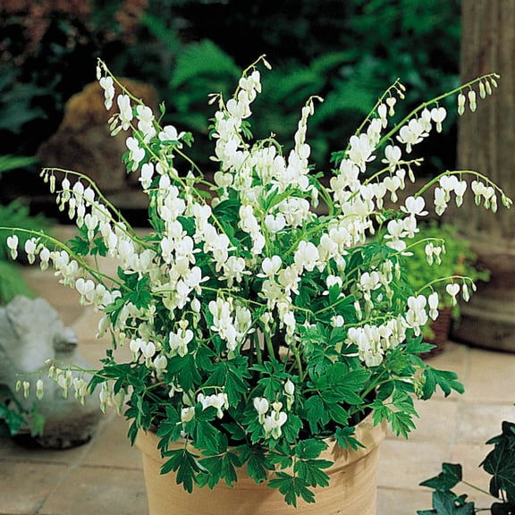 Direct Gardening Old Fashioned White Flowering Bleeding Heart Dormant Bare Root Perennial Starter Plant
