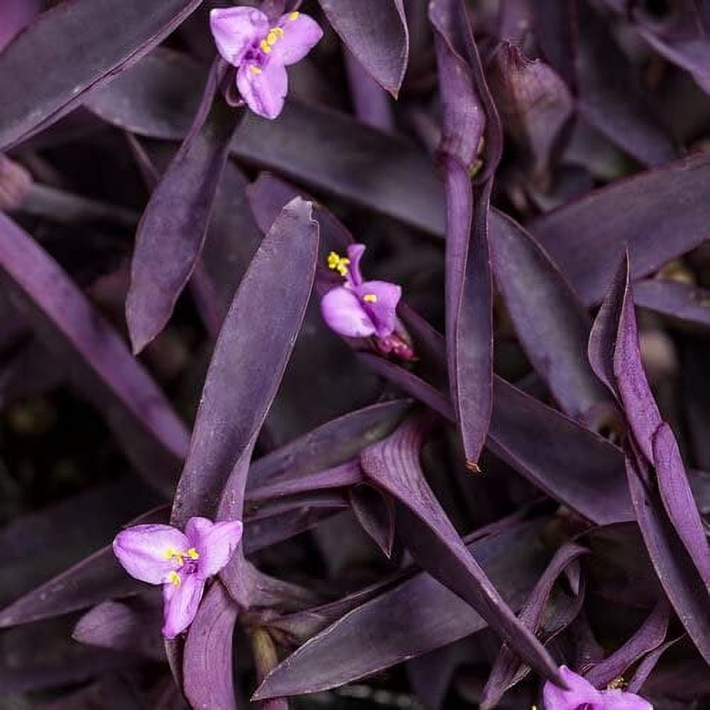 Purple Queen Tradescantia Setcresea I 3 Live Plants I Spiderwort  Lush Magenta Foliage for Striking Garden Contrast, Ideal for Ground Cover, Borders, & Containers