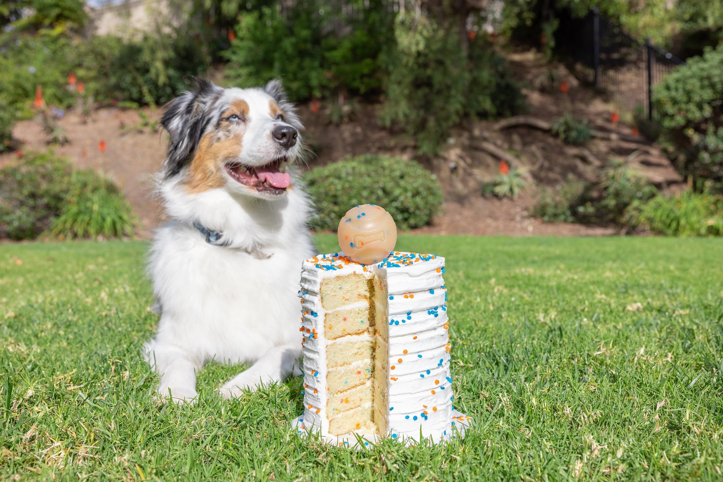 Chuckit! Birthday Fetch Dog Ball, Medium 2.5" Fetch Toy for Dogs, for Pets 20-60 lbs, Pack of 1, Multicolor