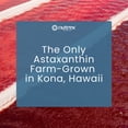 thumbnail image 2 of Nutrex Hawaii BioAstin Hawaiian Astaxanthin - 12mg, 25 Softgels - Farm-Direct Premium Antioxidant Supplement to Support Eye, Skin, Joint & Immune System Health - Non-GMO & Gluten-Free, 2 of 8