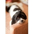 thumbnail image 2 of Millet, Karyn 13x18 White Modern Wood Framed Museum Art Print Titled - A Dogs Life V, 2 of 4