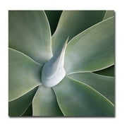 Succulent Tip by Jan Weiss Premium Gallery Wrapped Canvas Giclee Art - Ready to Hang, 30 x 30 x 1.5 in.